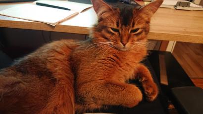 Bild: lue
Manchmal sind es die kleinen Dinge im Leben, die Lucia Brunner Freude im Alltag bereiten. Etwa, wenn sich ihre Katze im Homeoffice einfach auf ihren Schoß setzt.