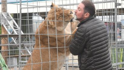 Bild: Gabi Schönberger
Ein Küsschen durch den Käfig: Circus-Krone-Chef Martin Lacey junior wird von einem seiner Löwen begrüßt.