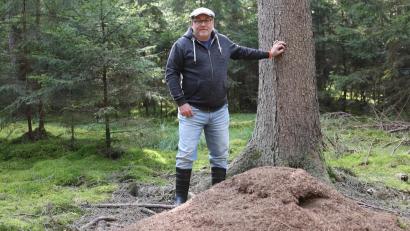 Bild: Markus Raum
Ameisenheger Markus Raum ist im Naturpark Hirschwald unterwegs. Sein Spezialgebiet sind die Waldameisennester.