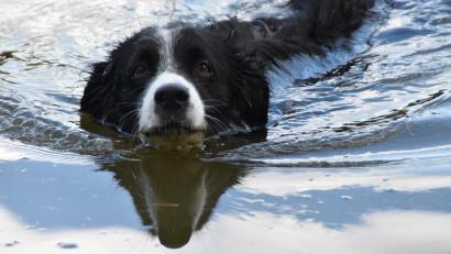 Symbolbild: hcz
Ein Bordercollie schwimmt im Weidener Schätzlerbad.
