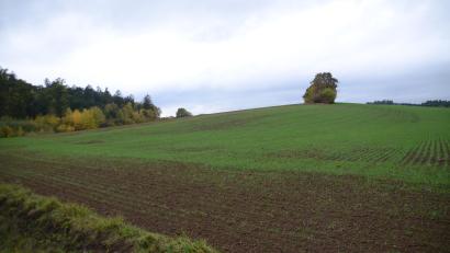 Bild: ak
Auf dieser zehn Hektar großen Fläche erfolgt der natur- und artenschutzrechtliche Ausgleich für Baugebietsausweisungen und sonstiger Flächenverbrauch im Stadtgebiet.