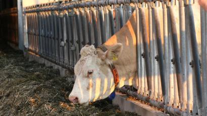 Bild: Hirsch
In welcher Haltungsform fühlen sich Kühe am wohlsten? Darüber gehen die Meinungen auseinander. "Manche Tiere wollen einfach nur ihre Ruhe haben", so die Erfahrung eines Milchviehhalters.