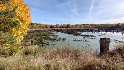 Bild: lue
Im Moor am "Langen Damm" in Tirschenreuth ist aktuell wenig Wasser. Schuld daran ist der Biber.