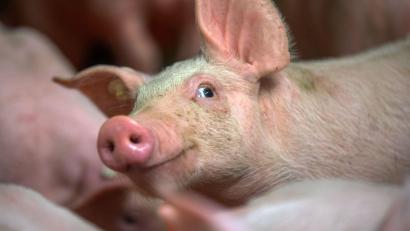 Symbolbild: Jens Büttner/dpa
Etwa sieben Wochen alt ist dieses Schwein auf dem Symbolbild. In diesem Alter werden viele Tiere geschlachtet und kommen als Spanferkel auf den Markt.