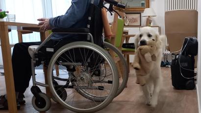 Bild: WG St. Sebastian/Schuster/exb
Therapiehund Bailey bewegt sich frei in der Wohngemeinschaft „St. Sebastian“ der Schwesternschaft Wallmenich-Haus des BRKs.