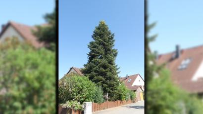 Bild: Bernhard Frank/exb
Diese stattliche Tanne aus einem Anwesen in der Blößnerstraße wird zur Adventszeit der Amberger Weihnachtsbaum auf dem Marktplatz sein.