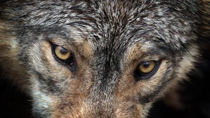 Symbolbild: Karl-Josef Hildenbrand/dpa
Der Wolf stellt eine Gefahr für Wildparks dar.