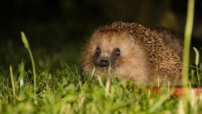 Bild: Norbert Parmantye, LBV Bayern, Flickr/exb
Wer einen Igel findet, hat oft viele fragen zur Pflege. Online klärt nun eine versierte Igel-Retterin auf.