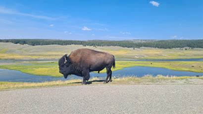 Bild: Tobias Gräf
Im Yellowstone-Nationalpark kein ungewöhnlicher Anblick: Ein stattlicher Bison-Bulle macht am Rande einer Parkbucht ein Päuschen. Ältere Bullen sind oft alleine unterwegs. Sie können mit der Herde nicht mehr mithalten. Da sie aufgrund ihrer gewaltigen Größe keine Fressfeinde haben, ist das Alleinsein für sie keine Gefahr.