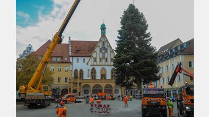 Bild: Wolfgang Steinbacher
Der Weihnachtsbaum für den Marktplatz wird angeliefert. Diese 18 Meter große Tanne steht seit Montag, 6. November, im Herzen der Altstadt.