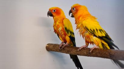 Bild: Nicole Loos
Eindrücke von der Vogelschau der Vilstaler Vogelfreunde in Lengenfeld.