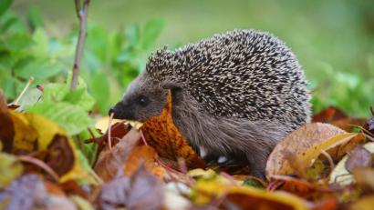Symbolbild: Karl-Josef Hildenbrand/dpa
Wer ein Herz für Tiere hat, sollte das Laub in seinem Garten liegen lassen. Laubhaufen sind ein idealer Platz für den Winterschlaf der Igel.