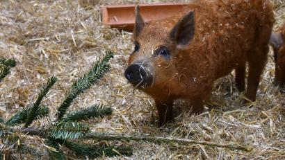 Symbolbild: Bernd Settnik
Ein herrenloses Wollschwein gibt der Polizei Rätsel auf.