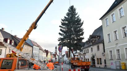 Bild: Petra Hartl
Der Weihnachtsbaum für den Amberger Malteserplatz ist heuer eine schmucke 13-Meter-Blaufichte.
