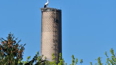 Archivbild: Petra Hartl
Der Storch auf dem Schlot von Guss Auer in Ammersricht bei Amberg. Das Foto entstand Anfang Mai 2023.