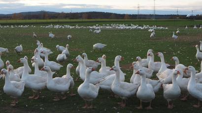 Bild: bl
Glückliche Gänse: Auf dem Geflügelhof Meßmann in Deiselkühn haben sie auf der großen Wiese viel Platz, bevor sie als Martinsgänse im Ofen landen.