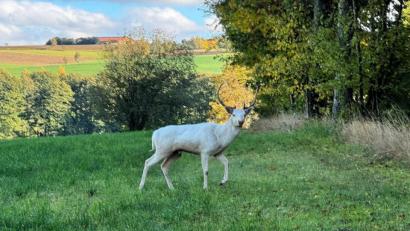 Bild: Eckert
Der weiße Hirsch bewegte sich auf der Wiese sehr langsam und zeigte keinerlei Scheu vor den Menschen.