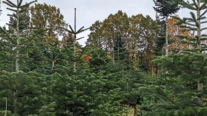 Bild: wrl
Eine Markierung erhalten die Bäume, die für dieses Jahr zum Verkauf auserkoren worden sind.