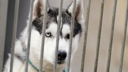 Symbolbild: Uwe Anspach /dpa
Ein Husky ging am Freitag im Landkreis Neumarkt auf einen Dackel los und biss ihn tot.