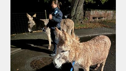 Bild: Polizei Rheinland-Pfalz
Pauly und Bruno, zwei Esel, hatten sich in Zweibrücken (Rheinland-Pfalz) auf nächtliche Wanderschaft begeben. Die Polizei beendete den Ausflug.