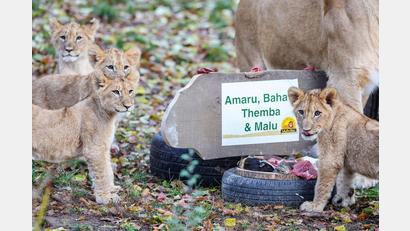 Bild: Jan Woitas/dpa
Die Löwenjungen mit ihrer Mutter Kigali in der Löwensavanne im Leipziger Zoo.