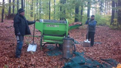 Bild: Johannes Frisch/Bayerische Staatsforsten/exb
Die Buchen im Hessenreuther Wald lieferten heuer viele Samen. Auf dem Bild wird das gewonnene Buchensaatgut von Laub und kleinen Ästen getrennt.