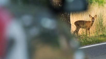 Bild: Patrick Pleul/dpa
Nicht immer verlaufen Begegnungen mit Wildtieren harmlos. Daher nimmt man hinter dem Steuer besser den Fuß vom Gas und fährt noch vorausschauender.