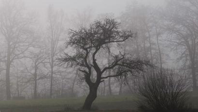 Bild: Petra Hartl
Der Winter kann sich nicht so richtig einnisten in der Oberpfalz. Nebel dominiert den November.