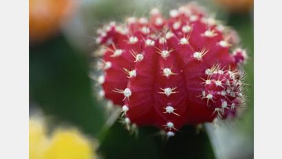 Bild: Andrea Warnecke/dpa
Kugel-Kombi: Erdbeerkaktus aus der Gattung Gymnocalycium mihanovichii. Diese Sorte, „Hibotan“, ist japanischen Ursprungs. Auf Japanisch heißt Kaktus übrigens Kakutasu.