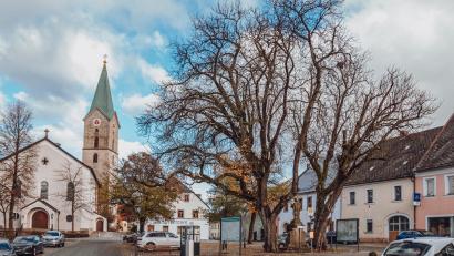 Bild: Susanne Forster
Die beiden Kastanien am Bärnauer Marktplatz sind schon mindestens 100 Jahre alt. Allerdings belasten Totholz und Fäulnis die Bäume, die Verkehrssicherheit ist beeinträchtigt. Der Stadtrat entschied sich für eine Entnahme und eine anschließende Neupflanzung.