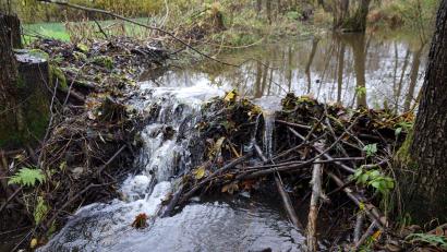 Bild: bkr
Die Biber stauen an zwei Stellen des Bremenbachs und eines Zulaufs zum Stausee weiter fleißig an. Dabei vernässt ein Damm im Zulauf auch eine darunter liegende Wiese.