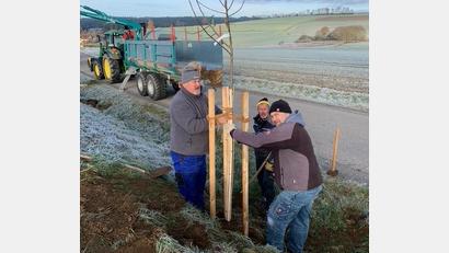 Bild: dob
Entlang des bestehenden Obstlehrpfads zwischen Kößing und Böhmischbruck pflanzten Mitglieder des OGV Böhmischbruck neue Obstbäume.