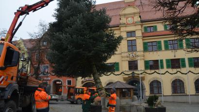 Bild: dob
Eine beeindruckende Nordmanntanne wird mit dem Kranwagen auf den Rathausvorplatz in Vohenstrauß gehievt.