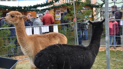 Archivbild: dob
Wer könnte diesen kuschligen Tieren mit den Knopfaugen widerstehen.