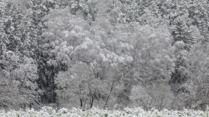 Bild: Wolfgang Steinbacher
Schmuckbild Winter, Schnee in der Nähe von Weiher bei Hirschau.