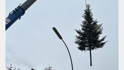 Bild: sei
In Mantel schwebt nicht das Christkind, sondern der von Theresia Weigl gespendete Weihnachtsbaum ein, der von einem Kran zum Marktplatz befördert wird.