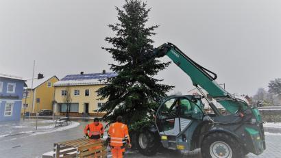 Bild: gz
Mit Hilfe eines Teleskopladers stellen Zweiter Bürgermeister Thomas Kleber und die Bauhofmitarbeiter Sebastian Wild und Manuel Demleitner den Christbaum auf.