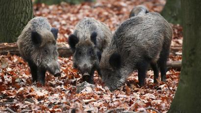 Symbolbild: Oliver Berg/dpa
Bei einer Jagd auf Wildschweine bei Niedermurach wird im Dezember 2022 ein Mann durch einen Schuss verletzt.