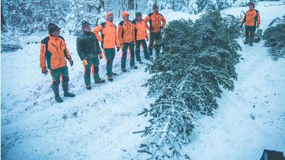 Bild: exb/Martin Hertel
Fichtelgebirgstanne für die Tschechische Botschaft in Berlin. Nach getaner Arbeit: Mitarbeiter der Bayerischen Staatsforsten haben den Christbaum für die Tschechische Botschaft in Berlin durch den Winterwald bis zur Straße geschleppt.