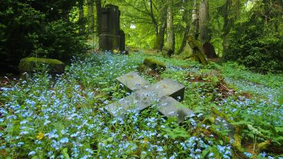 Archivbild: eib
Auch das ist das Grüne Band. Vergissmeinnicht umwuchern ein Grabkreuz auf dem früheren Fiedhof bei Nezapoměnky.