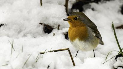Bild: Hösamer
Rotkehlchen sind Kurzstreckenzieher. Die Insektenfresser bleiben aber im Winter auch mal da – solange das Futterangebot stimmt.