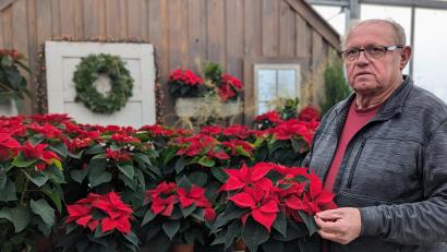 Bild: wrl
Gärtner Friedrich Irrgang aus Schwandorf kultiviert Weihnachtssterne seit Jahrzehnten selbst.