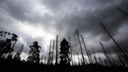 Symbolbild: Julian Stratenschulte
Seit Jahren setzt der Borkenkäfer den deutschen Fichtenwäldern zu. In einigen Regionen wie dem Harz stehen kaum noch gesunde Bäume.