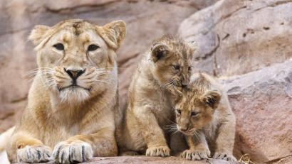 Bild: Daniel Karmann/dpa
Die Löwin Aarany liegt mit ihren Jungtieren Indica und Jadoo im Nürnberger Tiergarten im Gehege.