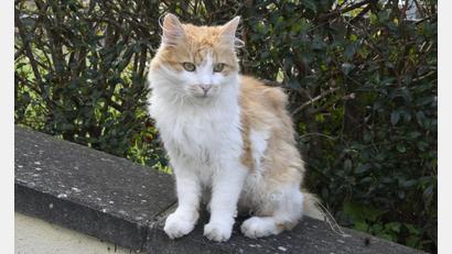 Symbolbild: Petra Hartl
In Schnaittenbach mussten etliche Katzen eingefangen werden.