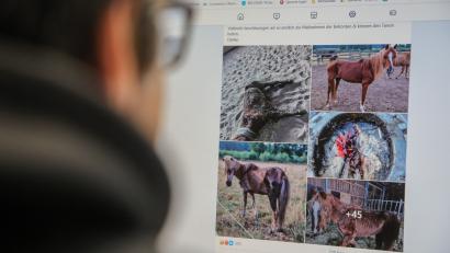 Bild: Wolfgang Steinbacher
Abgemagerte Pferde, blutende Hufe - die Bilder, die derzeit im Internet über Facebook die Runde machen, sind schwer zu ertragen und rufen Tierschützer auf den Plan. In dem Beitrag wird eine Pferdehalterin aus Amberg-Sulzbach angeprangert und das Veterinäramt kritisiert.