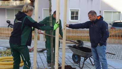 Archivbild: mfh
Der Dorfplatz in Kürmreuth - im Bild eine Baumpflanzung vor einigen Wochen - soll am 4. Mai 2024 offiziell an die Bevölkerung übergeben werden.