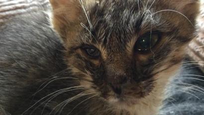 Bild: sei
Die Katzenhilfe Kaltenbrunn kümmert sich um viele ausgesetzte und kranke Katzen. Aber sowohl psychisch als auch finanziell stoßen die Helfer an ihre Grenzen.