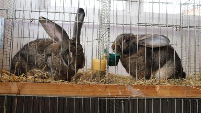 Bild: flt
Deutsche Riesen waren mit einem Gewicht von um die 8 kg die größten Kaninchen, die bei der 33. Bezirkskaninchenschau ausgestellt waren.