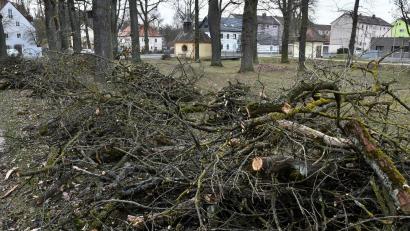 Archivbild: Petra Hartl
Der alte Baumbestand in Sulzbach-Rosenberg verlangt jedes Jahr Pflegemaßnahmen. Dabei sind wie in den Privatgärten auch die Bestimmungen der Baumschutzverordnung zu beachten. Willkürliche Rückschnitte oder generell die Beseitigung der geschützten Bäume sind verboten. Ein Gespräch mit der Stadtgärtnerei kann oft weiterhelfen.